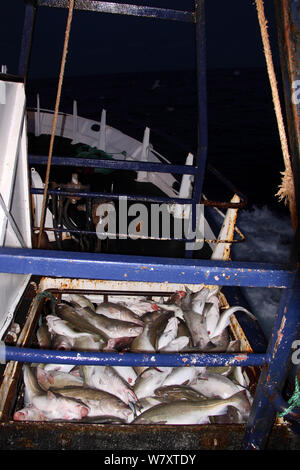 Trichter mit Kabeljau (Gadus morhua) an Bord eines Nordsee Trawler, Februar 2014 gefüllt. Alle nicht-redaktionelle Verwendungen muß einzeln beendet werden. Stockfoto