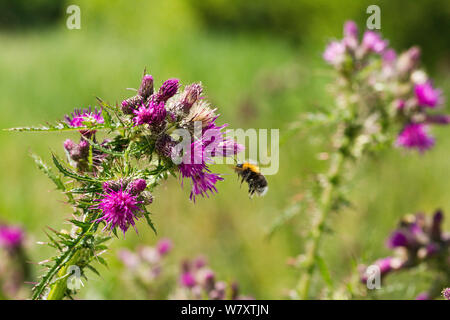 White-tailed Bumble Bee (Bombus lucorum) im Flug, nähert sich die Blüte des Sumpfes Thistle (Cirsium palustre). Schinken Wand RSPB Reservat in der Nähe von Glastonbury, Somerset, UK, Juni. Stockfoto