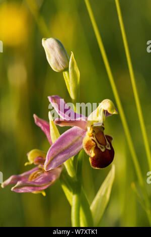 Bienen-ragwurz (Ophrys apifera) Nahaufnahme von Blume mit Biene Mimikry Bestäuber anzulocken. Bundeskanzler&#39;s Farm finden (in der Nähe von Somerset Wildlife Trust Priddy, Somerset, UK, Juni verwaltet werden). Stockfoto