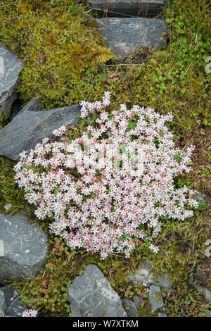 Englisch Fetthenne (Sedum anglicum) Cwm Idwal, Snowdonia, Wales, Großbritannien, Juli. Stockfoto