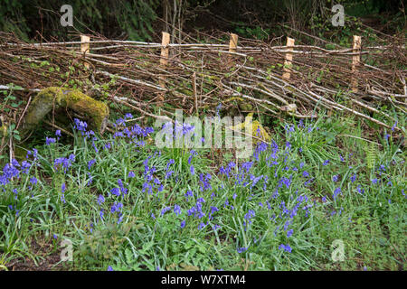 Neu geschnitten und legte Hecke in ein Kirchhof mit Glockenblumen (Hyacinthoides non-scripta) Powys, Wales, UK, Mai 2014. Stockfoto