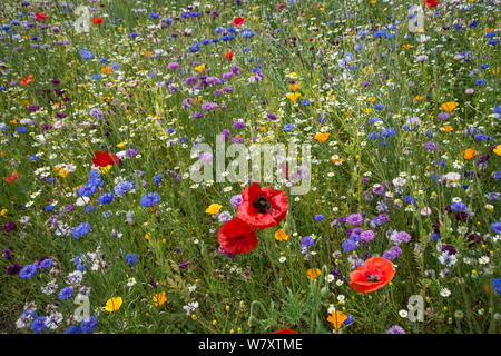 Wildflower meadow einschließlich KORNBLUMEN (Centaurea cyanea) und Mohn (Papaver rhoeas) im Botanischen Garten, Surrey, England, Juni. Stockfoto