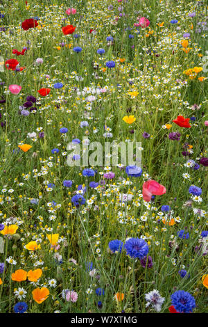 Wildflower meadow einschließlich KORNBLUMEN (Centaurea cyanea) und Mohn (Papaver rhoeas) im Botanischen Garten, Surrey, England, Juni. Stockfoto