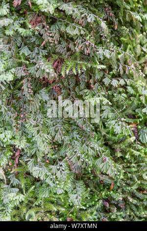 Wilson &#39;s hauchdünne Farn (Hymenophyllum Wilsonii) Snowdonia, North Wales, UK, Juli. Stockfoto