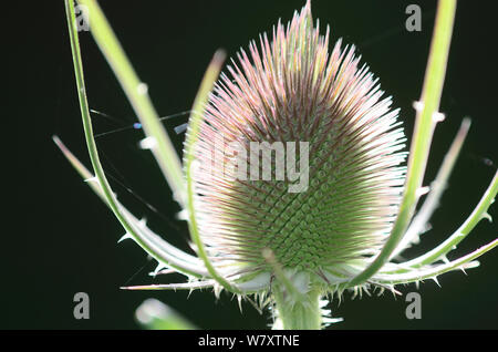 Karde (Dipsacus fullonum) in der Knospe, Dorset, Großbritannien, Juli. Stockfoto