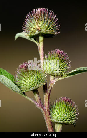 Weniger Klette (Arctium minus) Blumen, Dorset, Großbritannien, Juli. Stockfoto