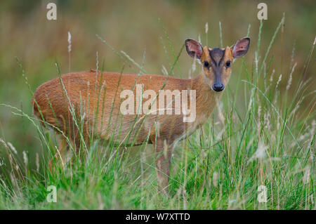 Junge Muntjac Buck, (Muntiacus reevesi) Devon, Großbritannien, Juli, gefangen. Stockfoto