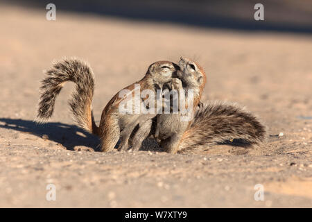 Junge Eichhörnchen (Xerus inauris) playfighting, Kgalagadi Transfrontier Park, Northern Cape, Südafrika, Nicht-ex. Stockfoto