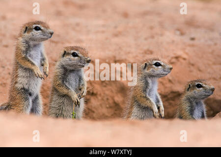 Junge Eichhörnchen (Xerus inauris) am Fuchsbau, Kgalagadi Transfrontier Park, Südafrika. Stockfoto