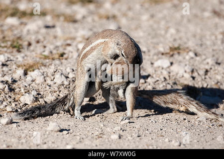 Eichhörnchen (Xerus inauris) Wrestling, Etosha National Park, Namibia, Afrika. Stockfoto