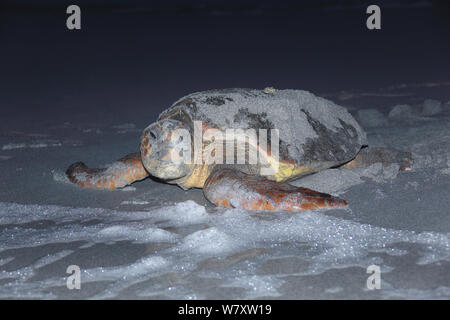 Die Unechte Karettschildkröte (Caretta caretta) Weibchen auf Strand nähert sich dem Meer, Oman, Juni Stockfoto