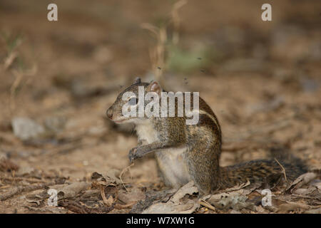 Indochinesischen Erdhörnchen (Menetes berdmorei) und Moskitos, Thailand, Februar Stockfoto