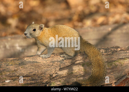 Grau bauchige Eichhörnchen (Callosciurus caniceps) Thailand, Februar Stockfoto