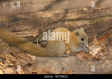 Grau bauchige Eichhörnchen (Callosciurus caniceps) Ernährung, Thailand, Februar Stockfoto