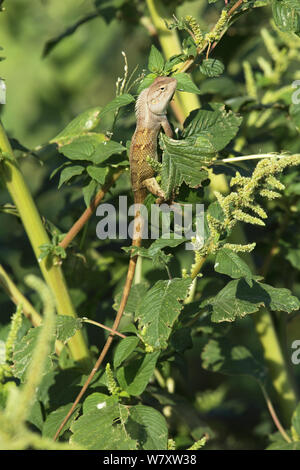 Blutsauger (Calotes versicolor) Oman, November Stockfoto