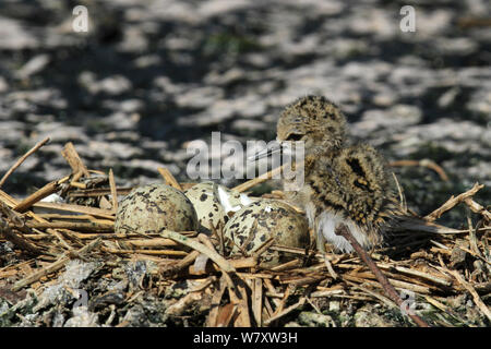 Schwarz geflügelte Stelzenläufer (Himantopus himantopus) Küken und Eier im Nest, Oman, April Stockfoto