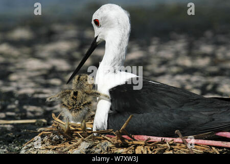 Schwarz geflügelte Stelzenläufer (Himantopus himantopus) Erwachsenen und Küken in Nest, Oman, April Stockfoto