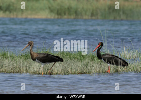 Schwarzstorch (Ciconia nigra) Erwachsenen und Unreife, Oman, Februar Stockfoto