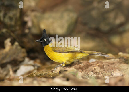 Schwarz crested bulbul (Pycnonotus flaviventris) auf Masse, Thailand, Februar Stockfoto