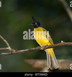 Schwarz crested bulbul (Pycnonotus flaviventris) thront, Thailand, Februar Stockfoto