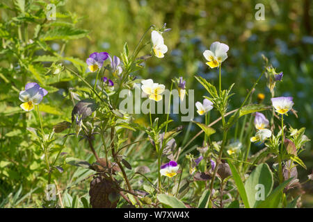 Wildes Stiefmütterchen, Heartsease, Viola tricolor, einfache Herz, Sussex, UK. Juli Stockfoto