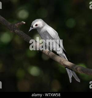 Ashy drongo (Dicrurus leucophaeus leucogenis) thront, Thailand, Februar Stockfoto