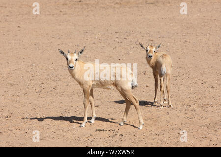 Arabische Oryx (Oryx leucoryx) zwei Kälber, Oman, November. In großen Gehäuse innerhalb geschützter Bereich genommen. Stockfoto