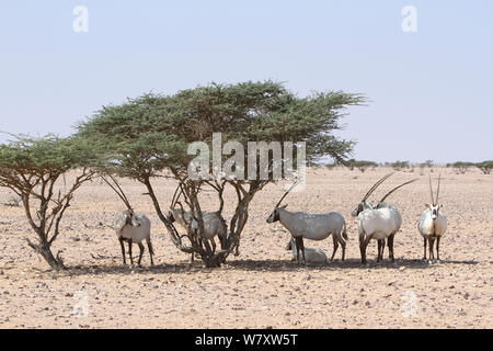 Arabische Oryx (Oryx leucoryx) Herden auf der Suche nach Schatten in der Nähe von Acacia, Oman, November. In großen Gehäuse innerhalb geschützter Bereich genommen. Stockfoto