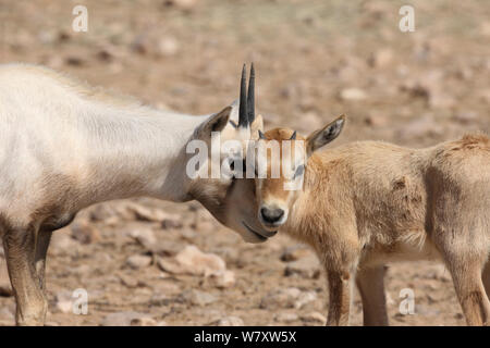 Arabische Oryx (Oryx leucoryx) zwei Kälber, Oman, November. In großen Gehäuse innerhalb geschützter Bereich genommen. Stockfoto