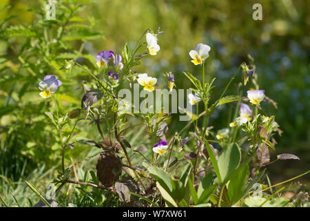 Wildes Stiefmütterchen, Heartsease, Viola tricolor, einfache Herz, Sussex, UK. Juli Stockfoto