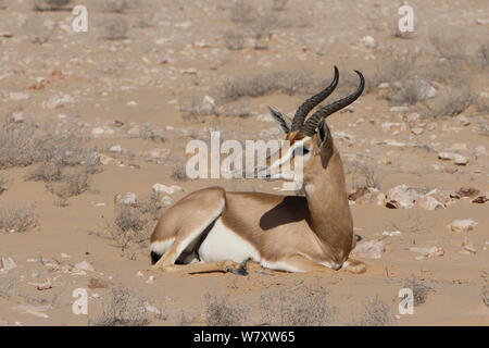 1001 Gazelle (Gazella gazella) ruht, Oman, November Stockfoto