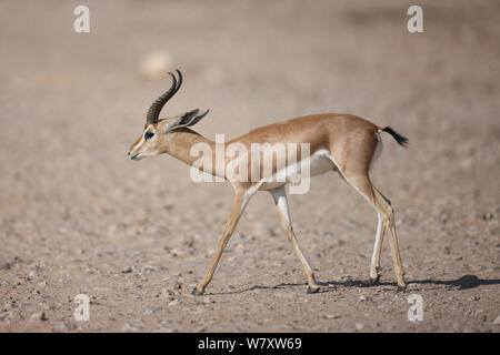 1001 Gazelle (Gazella gazella) Erwachsenen auf Schotter Plain, Oman, November Stockfoto