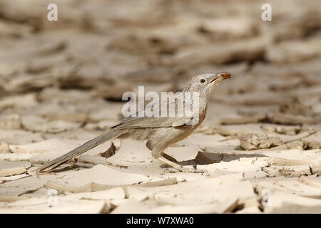 1001 Schwätzer (Turdoides squamiceps) mit Nahrung, Oman, April Stockfoto