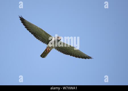 Amur Falcon (Falco Amurensis) im Flug, Oman, Mai Stockfoto