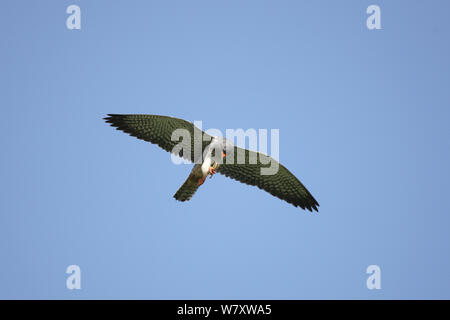 Amur Falcon (Falco Amurensis) im Flug Beute, Oman, Mai Stockfoto