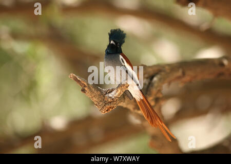 African paradise Schopftyrann (Terpsiphone viridis) Oman, Februar Stockfoto