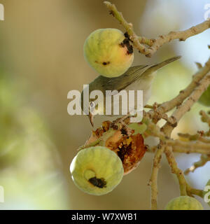 Abessinier weiß (Convolvulus abyssinicus) essen Feigen, Oman, Februar Stockfoto