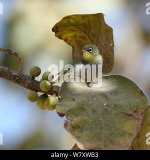Abessinier weiß (Convolvulus abyssinicus) in Feigenbaum, Oman, Februar Stockfoto