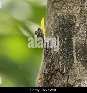 Südliche Flying Lizard (Draco dussumieri) Wamme Display, Indien, Januar Stockfoto