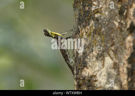 Südliche Flying Lizard (Draco dussumieri) Indien, Januar Stockfoto