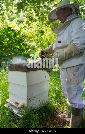 Imker rauchen Honigbienen (Apis mellifera), die Sie beruhigen vor der Inspektion Bienenkorb. Stockfoto