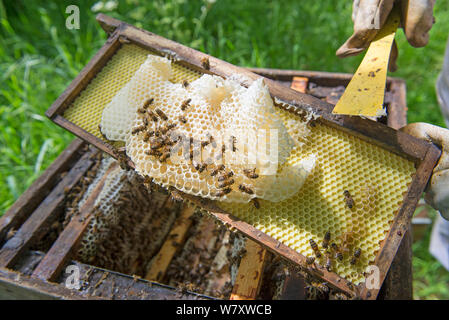 Imker entfernen unproduktive Burr Kamm von Honigbienen (Apis mellifera) Bienenkorb. Stockfoto