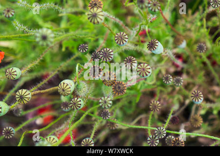 Gemeinsame Mohn (Papaver rhoeas) Samenköpfe, England, Juni. Stockfoto