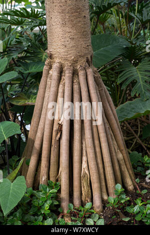 Gemeinsame screwpine (Pandanus utilis) prop Wurzeln. Tritt in Madagaskar, Mauritius und die Seychellen. Stockfoto