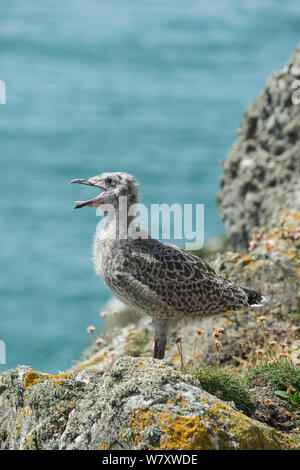 Silbermöwe (Larus argentatus) Küken, South Stack, Anglesey, Wales, Juli. Stockfoto