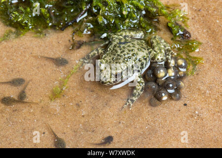Hebamme Kröte (Alytes obstetricans), Stecker mit kurzem Eier und Kaulquappen, South Yorkshire, Großbritannien, Juni. Eingeführte Arten in Großbritannien, tritt in Europa. Stockfoto