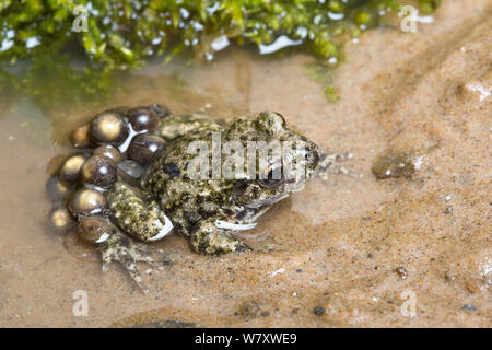 Hebamme Kröte (Alytes obstetricans) männlich, Eier, South Yorkshire, Großbritannien, Juni. Eingeführte Arten in Großbritannien, tritt in Europa. Stockfoto