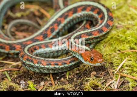 Red beidseitig Garter Snake (Thamnophis sirtalis infernalis) Point Reyes, Kalifornien, USA, April. Stockfoto