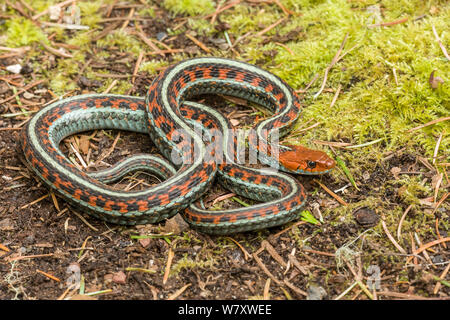 Red beidseitig Garter Snake (Thamnophis sirtalis infernalis) Point Reyes, Kalifornien, USA, April. Stockfoto