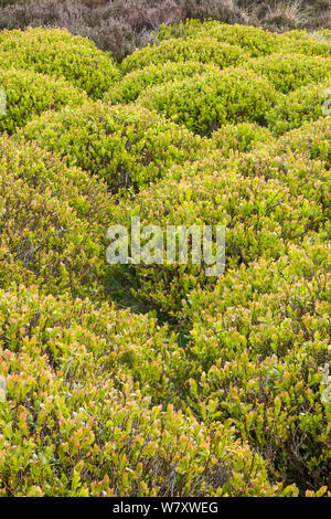 Heidelbeere (Vaccinium myrtilos) Derwent Moor, Derbyshire, England, UK, Mai. Stockfoto